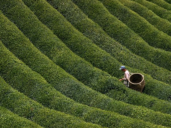 Tea plantation